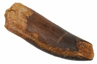 Fossil Sauropod Dinosaur (Rebbachisaurus) Tooth - Morocco #218460