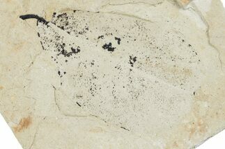 Fossil Leaf - Green River Formation, Utah #218277