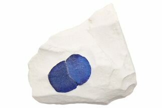 Two Vibrant Blue Azurite Suns on Siltstone - Australia #217989