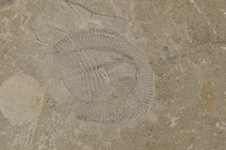Ordivician Trilobite (Declivolithus) Fossil - Morocco #218769