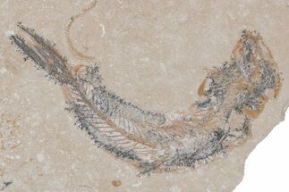 Bargain, Cretaceous Fossil Fish - Lebanon #218822
