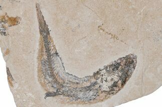 Bargain, Cretaceous Fossil Fish - Lebanon #218825
