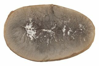 Fossil Horsetail (Annularia) - Mazon Creek #218296