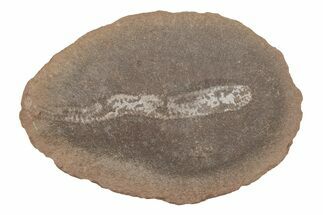 Didontogaster Fossil Worm - Mazon Creek #218311