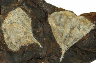 Two Fossil Ginkgo Leaves From North Dakota - Paleocene #215490