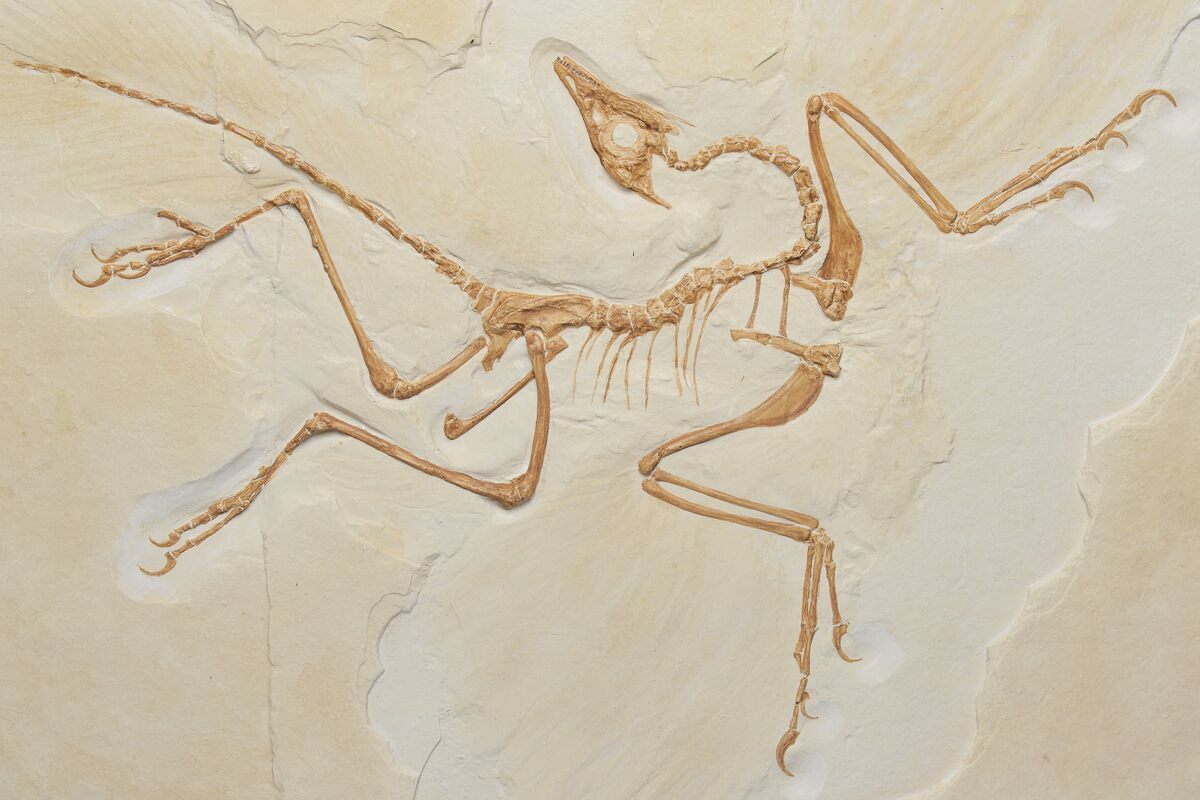 Archaeopteryx Fossil Replica - The Berlin Specimen (#219143) For Sale -  