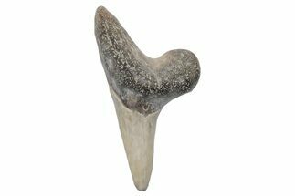 Fossil Ginsu Shark (Cretoxyrhina) Tooth - Kansas #219133