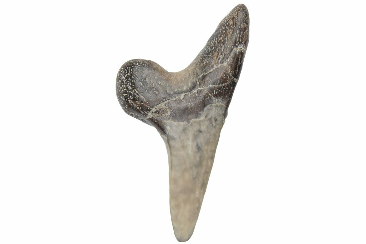 1" Fossil Ginsu Shark (Cretoxyrhina) Tooth Kansas (219133) For Sale