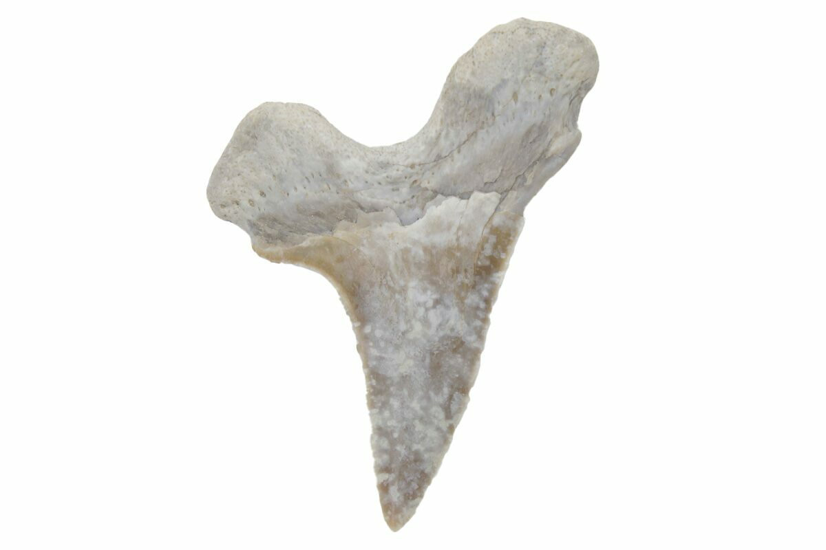 .85" Fossil Ginsu Shark (Cretoxyrhina) Tooth Kansas (219142) For