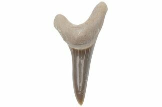 Fossil Ginsu Shark (Cretoxyrhina) Tooth - Kansas #219166