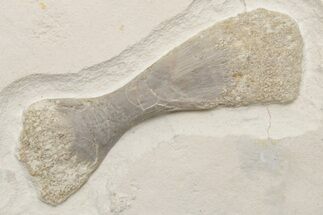Fossil Crocodilian (Cricosaurus) Vertebral Process - Solnhofen #219331