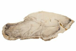 Polished Petrified Sycamore (Platanus) Slab - Oregon #219302