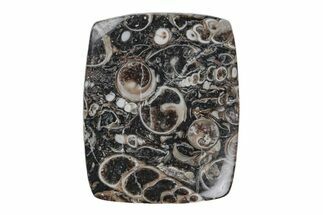 Polished Fossil Turritella Agate Cabochon - Wyoming #219208