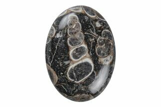 Polished Fossil Turritella Agate Cabochon - Wyoming #219224