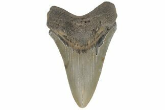 Serrated, Fossil Megalodon Tooth - North Carolina #219356