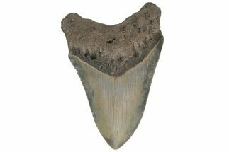 Serrated, Fossil Megalodon Tooth - North Carolina #219367