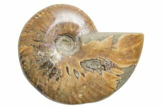 Polished Cretaceous Ammonite (Cleoniceras) Fossil - Madagascar #216114