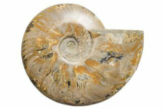 Polished Cretaceous Ammonite (Cleoniceras) Fossil - Madagascar #216116