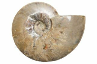 Polished Cretaceous Ammonite (Cleoniceras) Fossil - Madagascar #216117