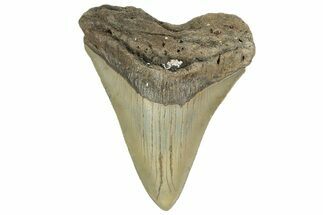 Serrated, Fossil Megalodon Tooth - North Carolina #219475