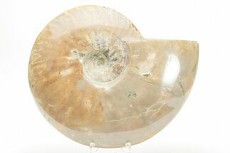 Polished Cretaceous Ammonite (Cleoniceras) Fossil - Madagascar #216101