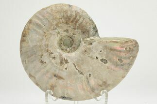 Silver Iridescent Ammonite (Cleoniceras) Fossil - Madagascar #219599