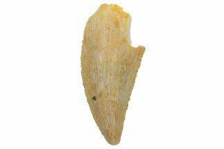 Serrated, Raptor Tooth - Real Dinosaur Tooth #219602
