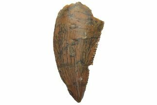 Serrated, Raptor Tooth - Real Dinosaur Tooth #219606