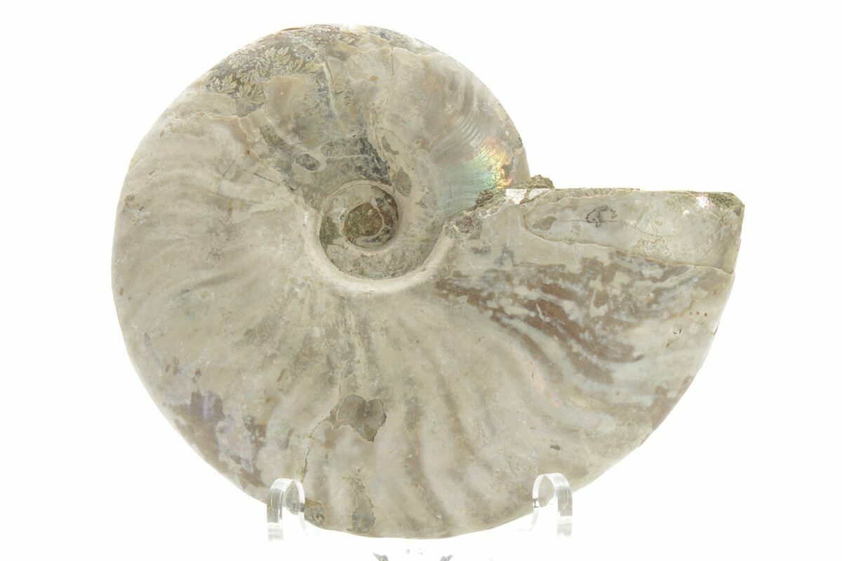 Rainbow Ammonite Fossils For Sale - Naturally Iridescent