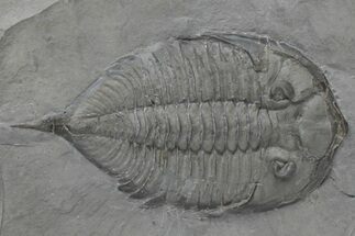 Dalmanites Trilobite Fossil - New York #219915
