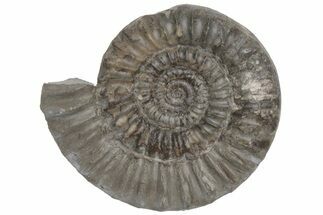 Jurassic Fossil Ammonite (Arnioceras) - United Kingdom #219953