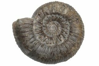 Jurassic Fossil Ammonite (Peronoceras) - United Kingdom #219985