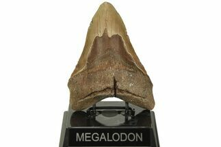 Fossil Megalodon Tooth - North Carolina #219933