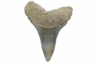 Fossil Mako Tooth - Lee Creek (Aurora), NC #220056