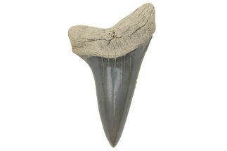 Fossil Mako Tooth - Lee Creek (Aurora), NC #220059