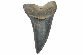 Fossil Mako Tooth - Lee Creek (Aurora), NC #220075
