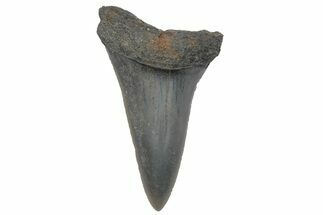 Fossil Mako Tooth - Lee Creek (Aurora), NC #220076