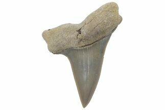 Fossil Mako Tooth - Lee Creek (Aurora), NC #220079