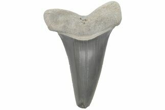 Fossil Mako Tooth - Lee Creek (Aurora), NC #220188