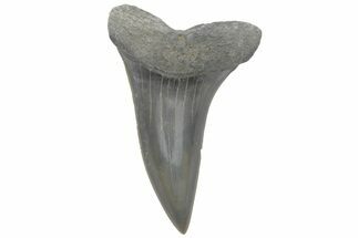Fossil Mako Tooth - Lee Creek (Aurora), NC #220192