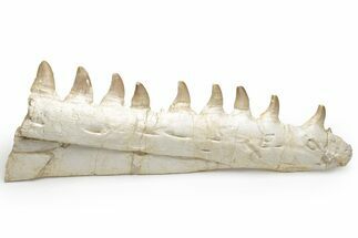 Partial Mosasaur Jaw with Nine Teeth - Morocco #220269