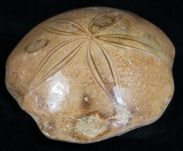 Large Fossil Sand Dollar From Madagascar #2281