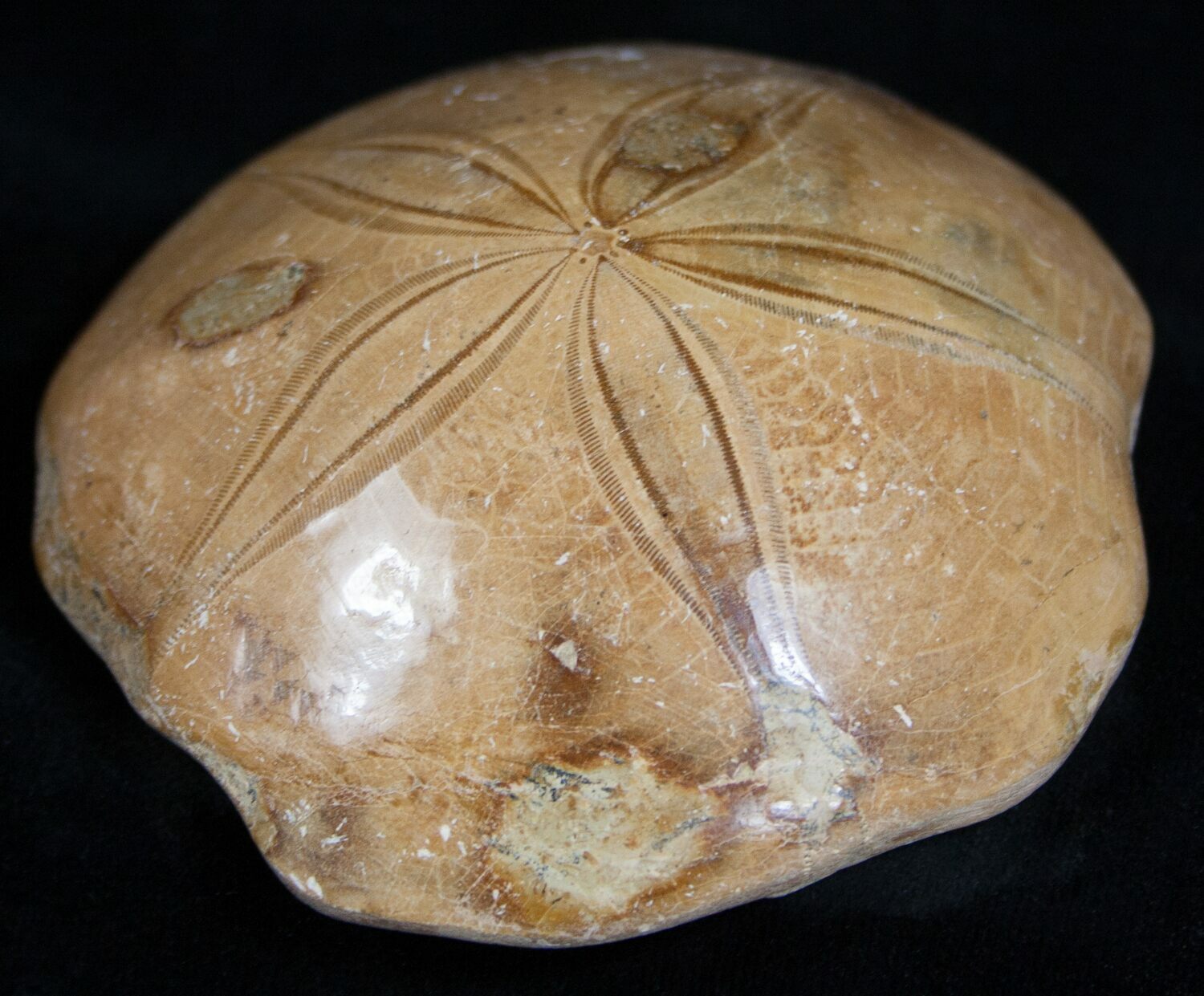 Fossilized Sand Dollar Stones