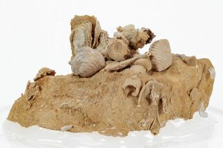 Miniature Fossil Cluster (Ammonites, Brachiopods) - France #219955