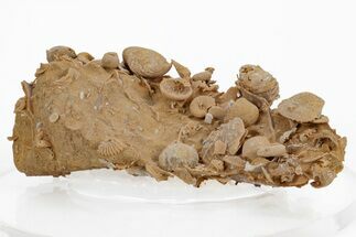 Miniature Fossil Cluster (Ammonites, Brachiopods) - France #219969