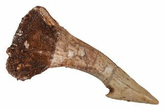 Fossil Sawfish (Onchopristis) Rostral Barb - Morocco #219879