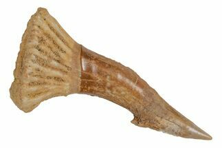 Fossil Sawfish (Onchopristis) Rostral Barb - Morocco #219884