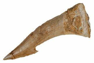 Fossil Sawfish (Onchopristis) Rostral Barb - Morocco #219889