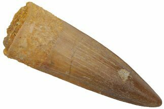 Fossil Spinosaurus Tooth - Real Dinosaur Tooth #220779