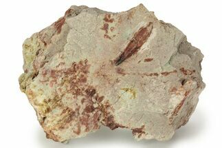 Spinosaurus Tooth In Sandstone - Dekkar Formation, Morocco #220728